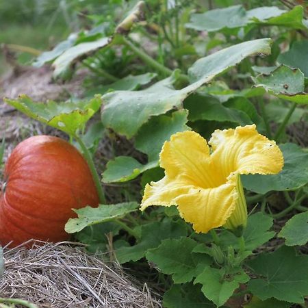 Les Jardins D'Atyoula Losse Eksteriør billede