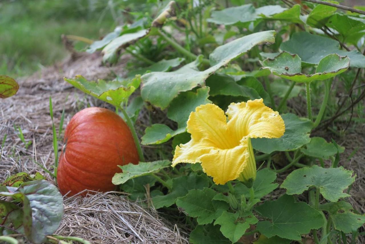 Les Jardins D'Atyoula Losse Eksteriør billede